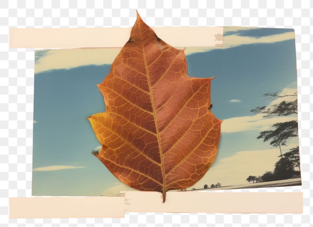 PNG A autumn leave leaves plant leaf. AI generated Image by rawpixel.