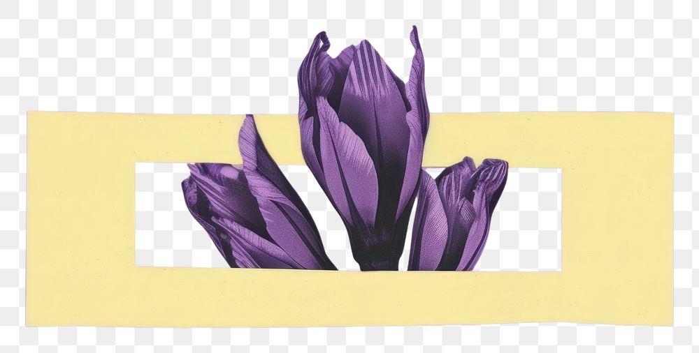 PNG Crocus lavender flower purple. AI generated Image by rawpixel.