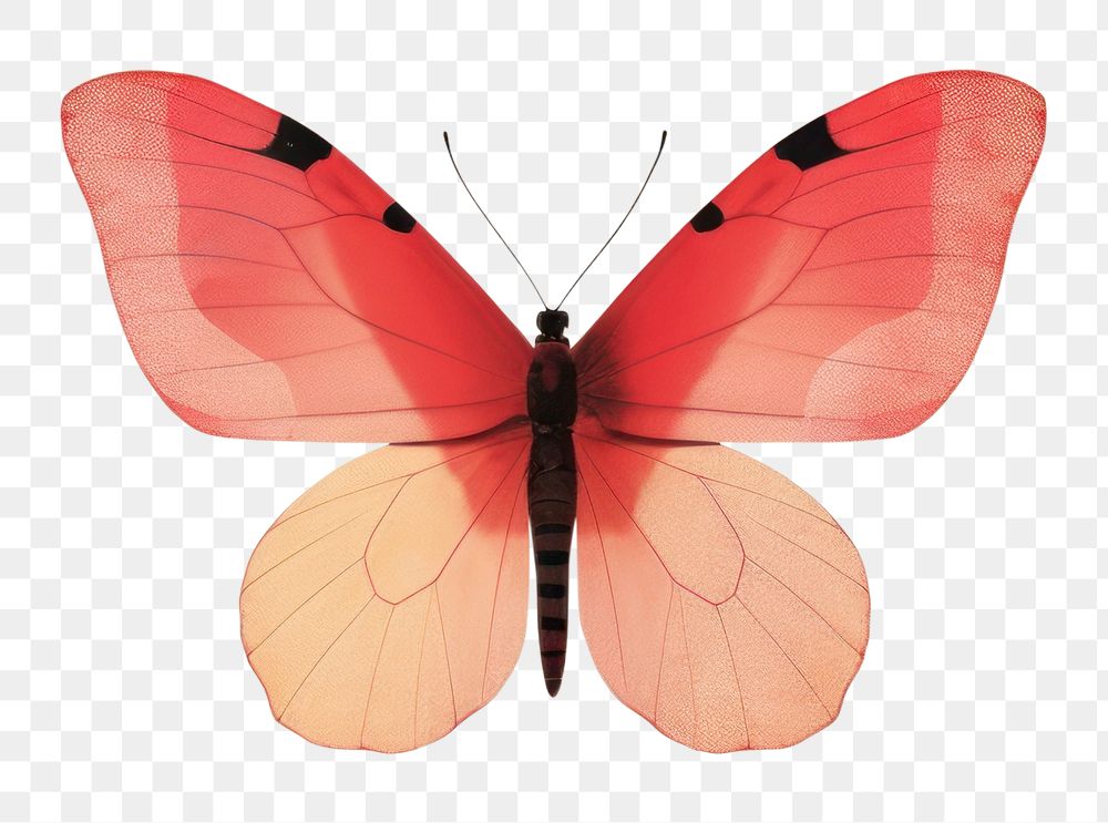 PNG Butterfly animal pink creativity. AI generated Image by rawpixel.