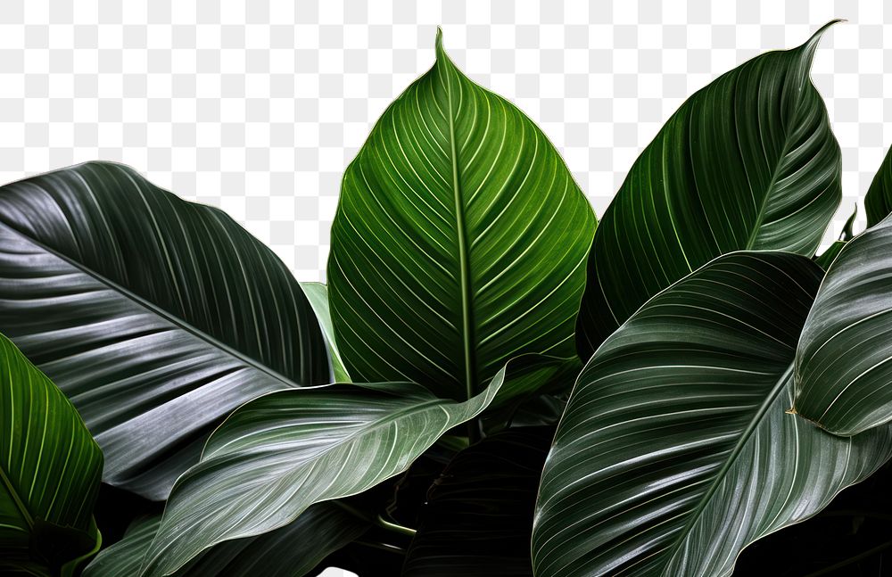 PNG Tropical leaves backgrounds tropics plant. AI generated Image by rawpixel.