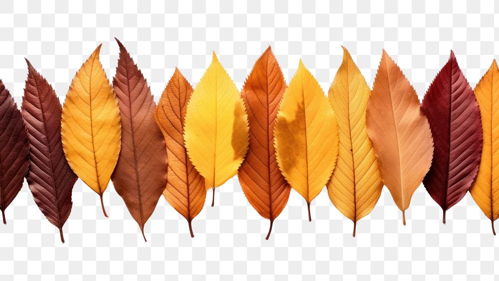 PNG Autumn leaves backgrounds plant leaf. AI generated Image by rawpixel.