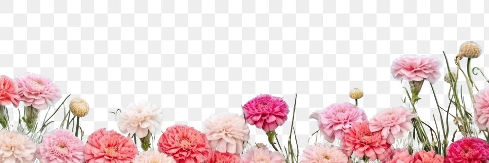 PNG Calm ocean backgrounds carnation outdoors. AI generated Image by rawpixel.