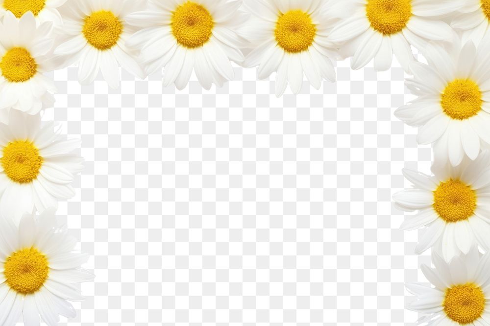 PNG Daisy backgrounds decoration flower. AI generated Image by rawpixel.