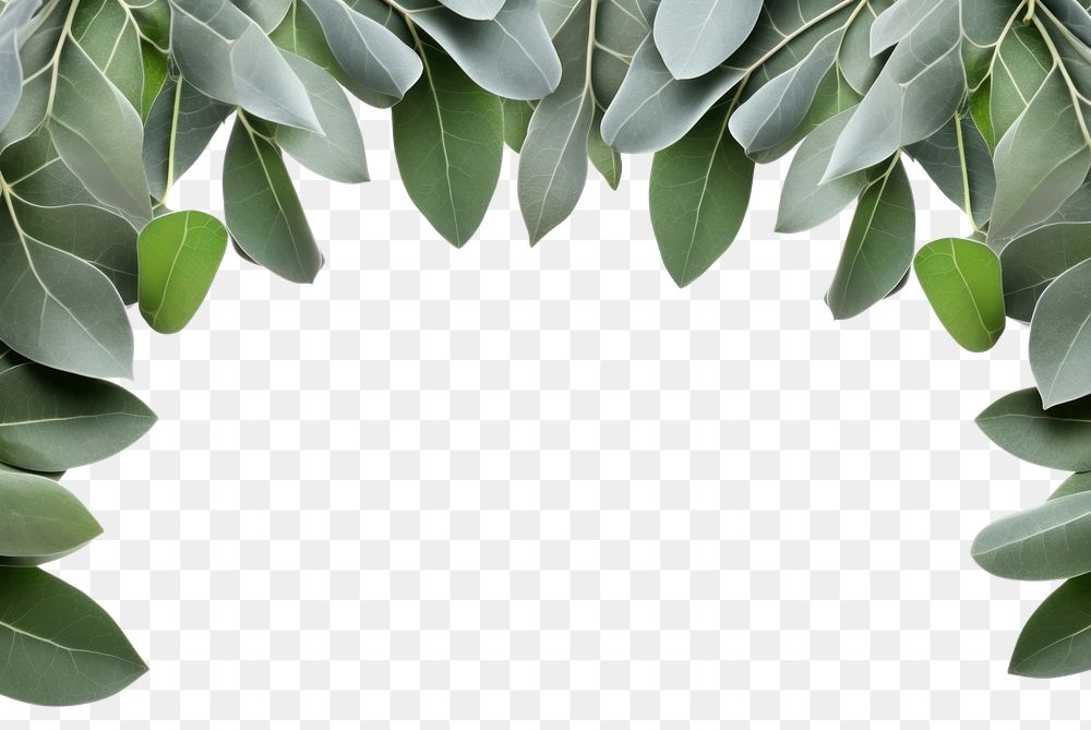 PNG Eucalyptus leaves backgrounds outdoors plant. AI generated Image by rawpixel.