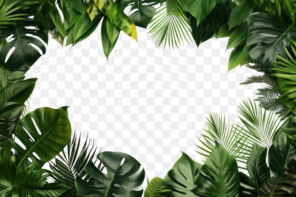 PNG Tropical leaves backgrounds vegetation outdoors