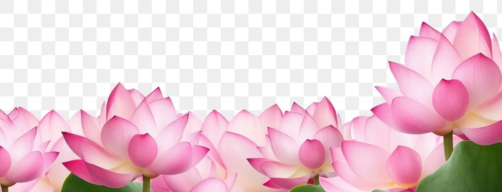 PNG Lotus backgrounds blossom flower. AI generated Image by rawpixel.