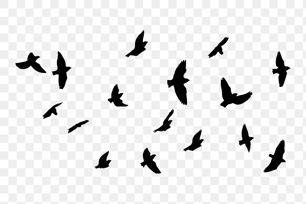 PNG  Flock of bird silhouette flock animal