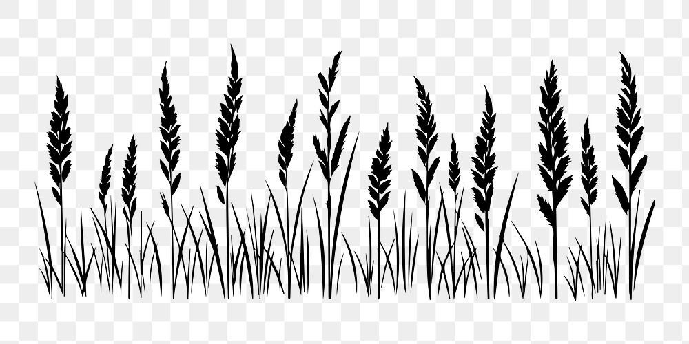 PNG  Grass plant white background agriculture.