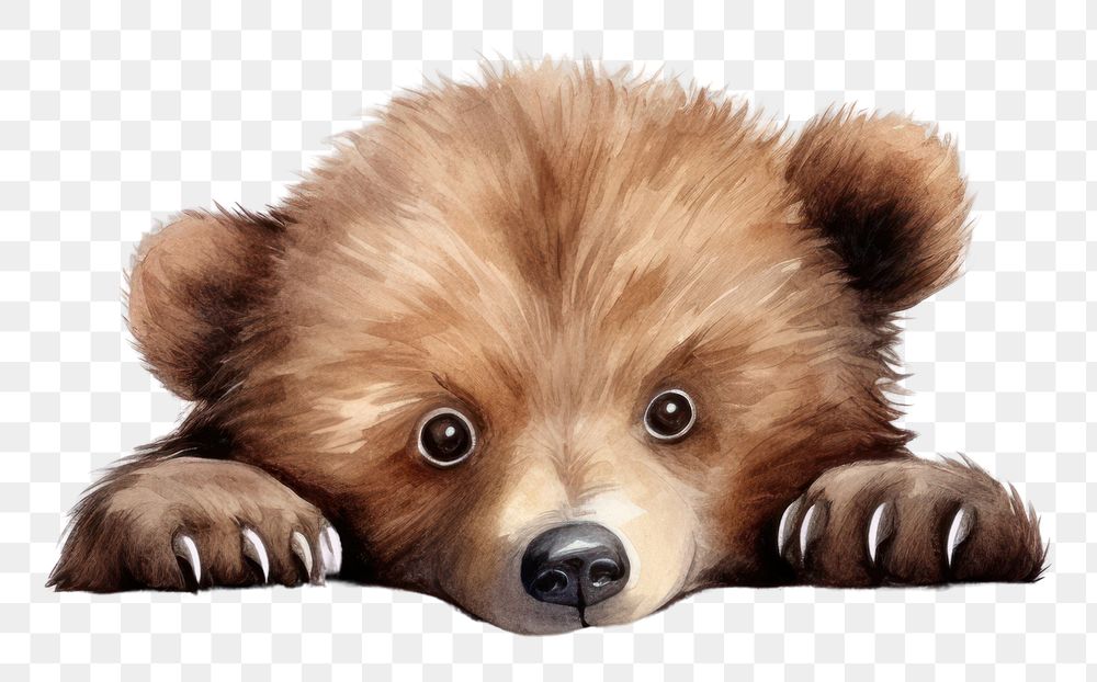 Bear bear wildlife mammal. AI generated Image by rawpixel.