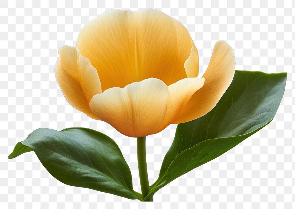 PNG Orange flower petal plant tulip. AI generated Image by rawpixel.
