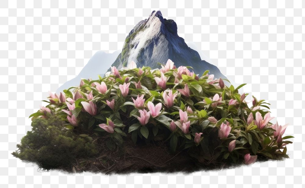 PNG Spring flower mountain outdoors nature. AI generated Image by rawpixel.