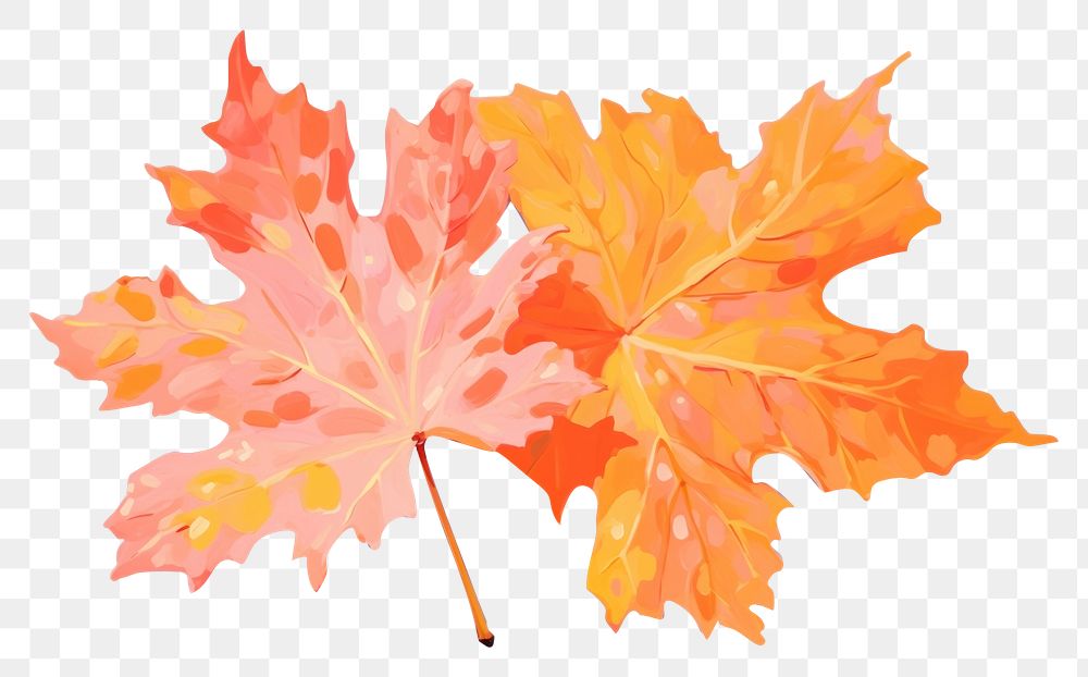 PNG Orange maple plant leaf white background. AI generated Image by rawpixel.