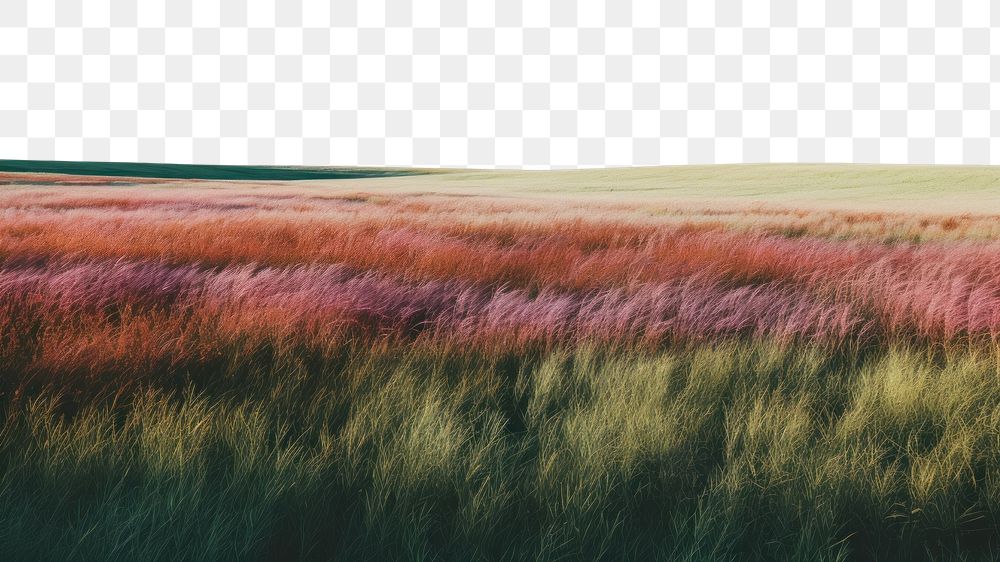 PNG A minimal-large grass feild landscape outdoors horizon. AI generated Image by rawpixel.