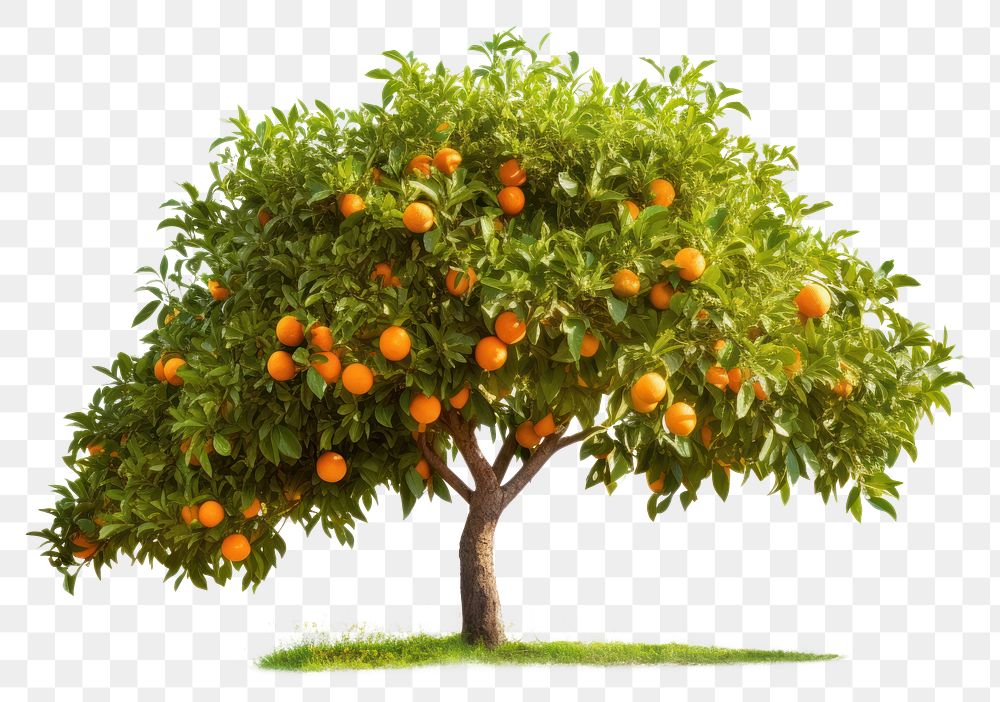 PNG Orange tree plant grapefruit nature. AI generated Image by rawpixel.