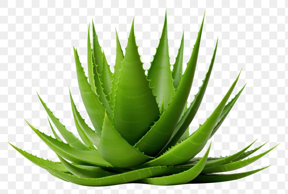 PNG Aloe plant nature green. AI generated Image by rawpixel.
