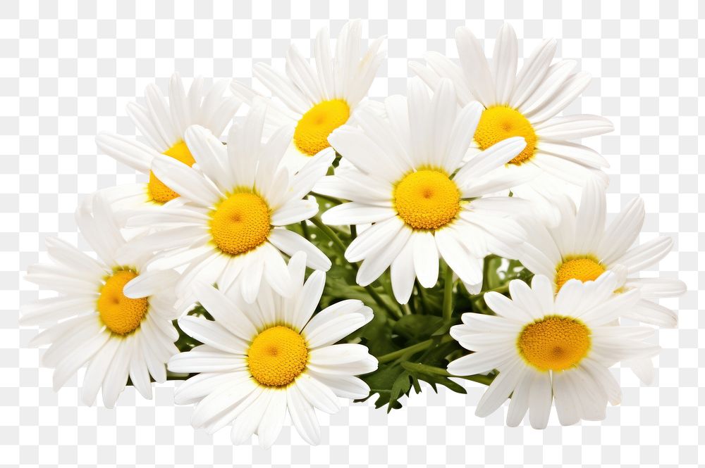 PNG Daisy flowers plant nature petal. AI generated Image by rawpixel.