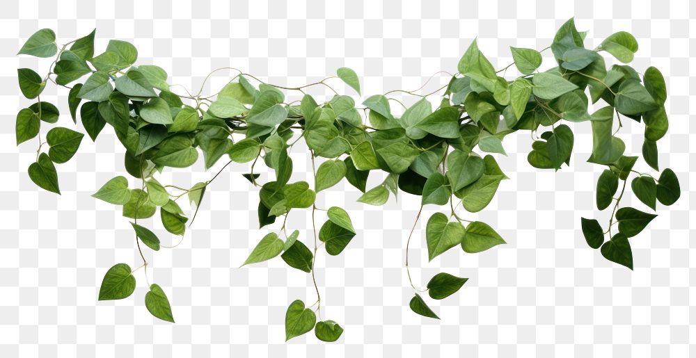 PNG Jeart shaped green variegated leave hangind vine plant nature leaf white background. AI generated Image by rawpixel.