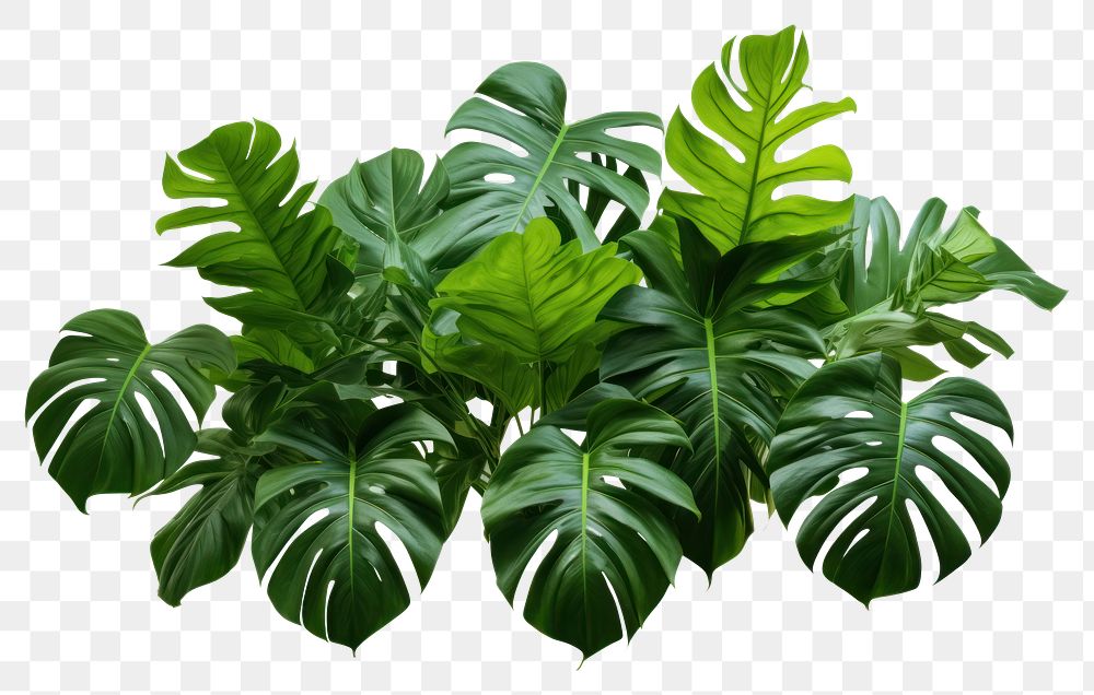 PNG Tropical leaves foliage plant bush bush tropics nature flower. AI generated Image by rawpixel.