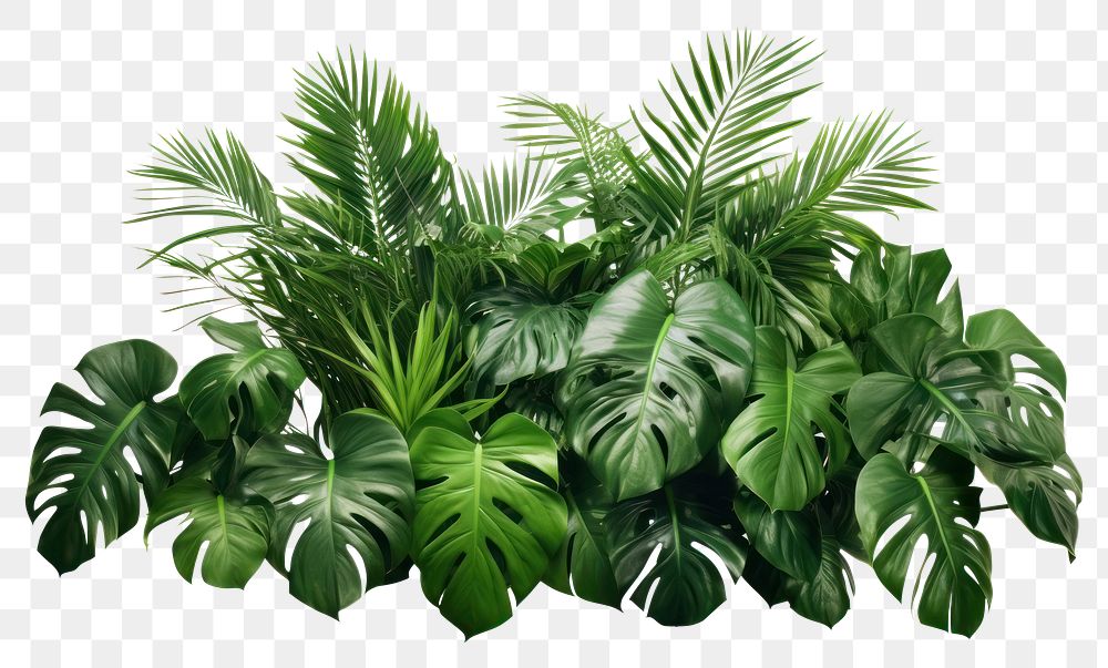 PNG Tropical leaves foliage plant bush bush nature tree vegetation