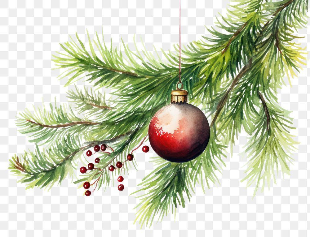 PNG Christmas tree branch and bauble christmas plant white background