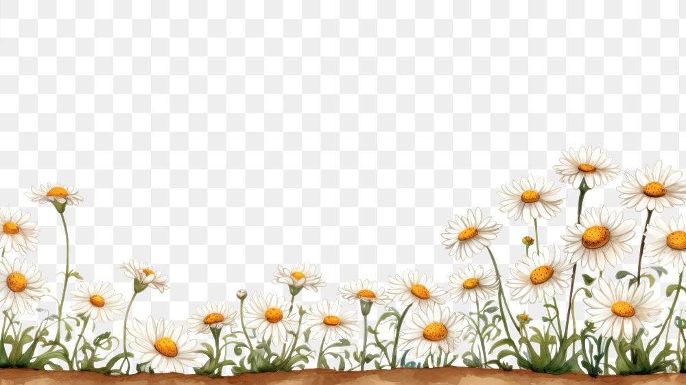 PNG Daisys backgrounds landscape outdoors. AI generated Image by rawpixel.