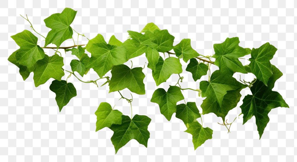 PNG Green leaves plant vine ivy. AI generated Image by rawpixel.