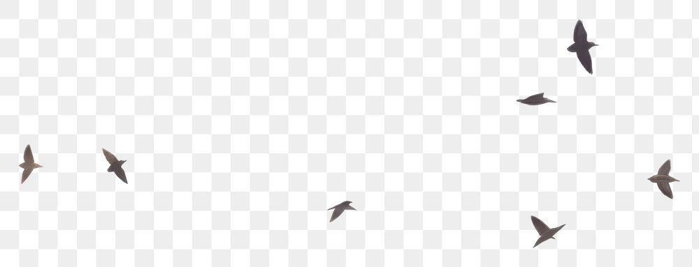 PNG  Birds flying on sky outdoors animal nature. AI generated Image by rawpixel.