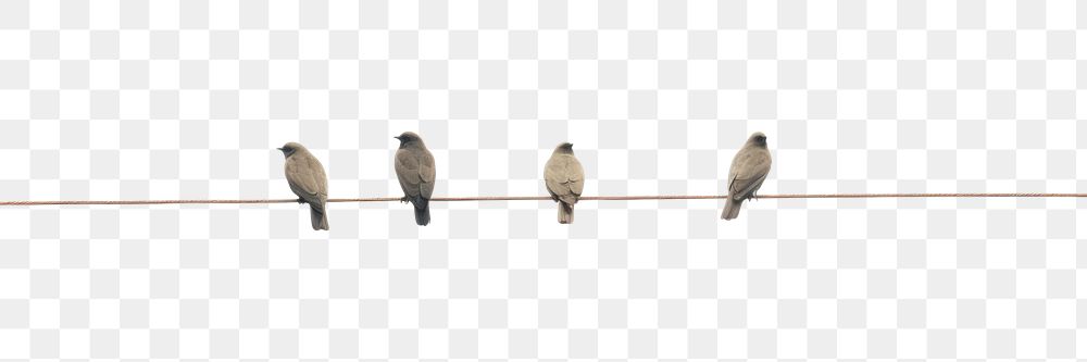 PNG  Animal bird clothespin wildlife. AI generated Image by rawpixel.