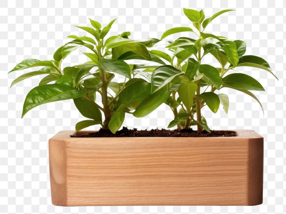 PNG Houseplant terracotta flowerpot container. AI generated Image by rawpixel.
