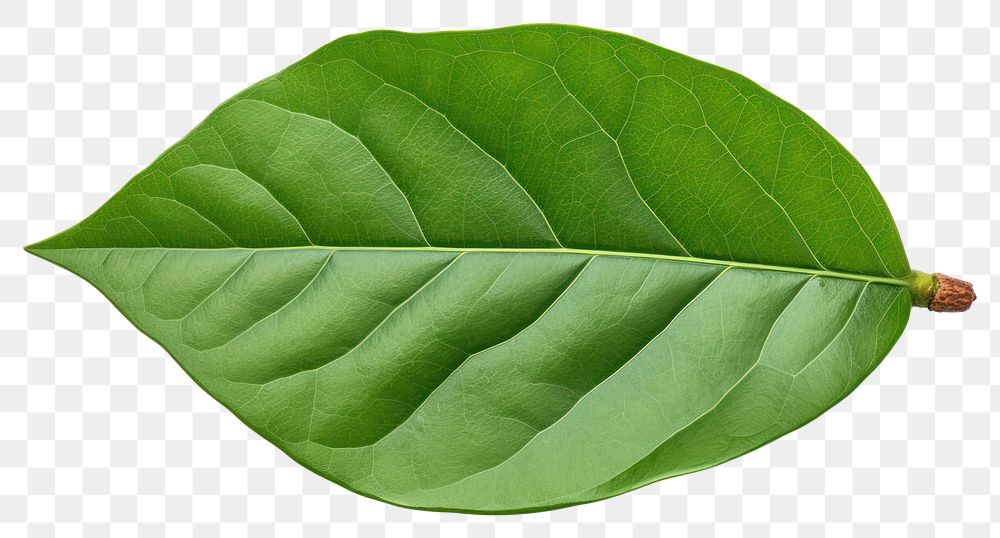 PNG Avocado tree leaf plant white background annonaceae. AI generated Image by rawpixel.