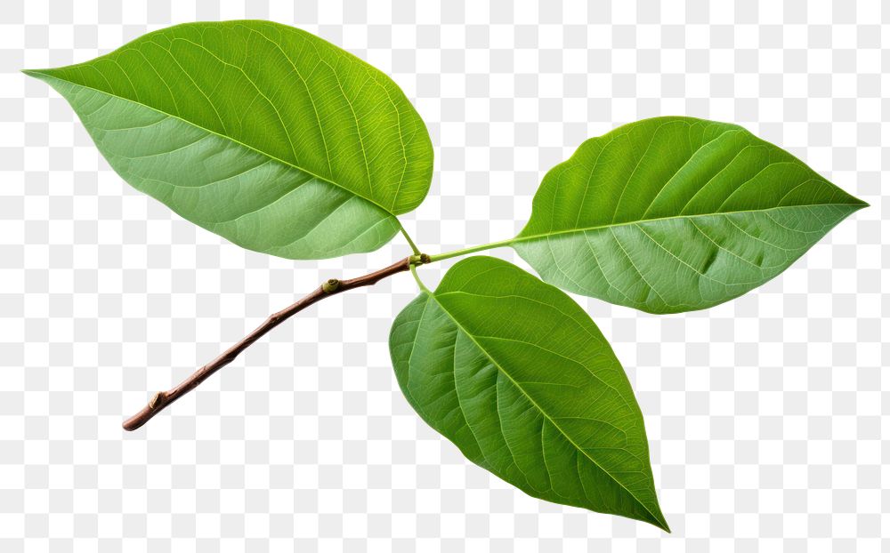 PNG Avocado tree leaf plant white background annonaceae. AI generated Image by rawpixel.