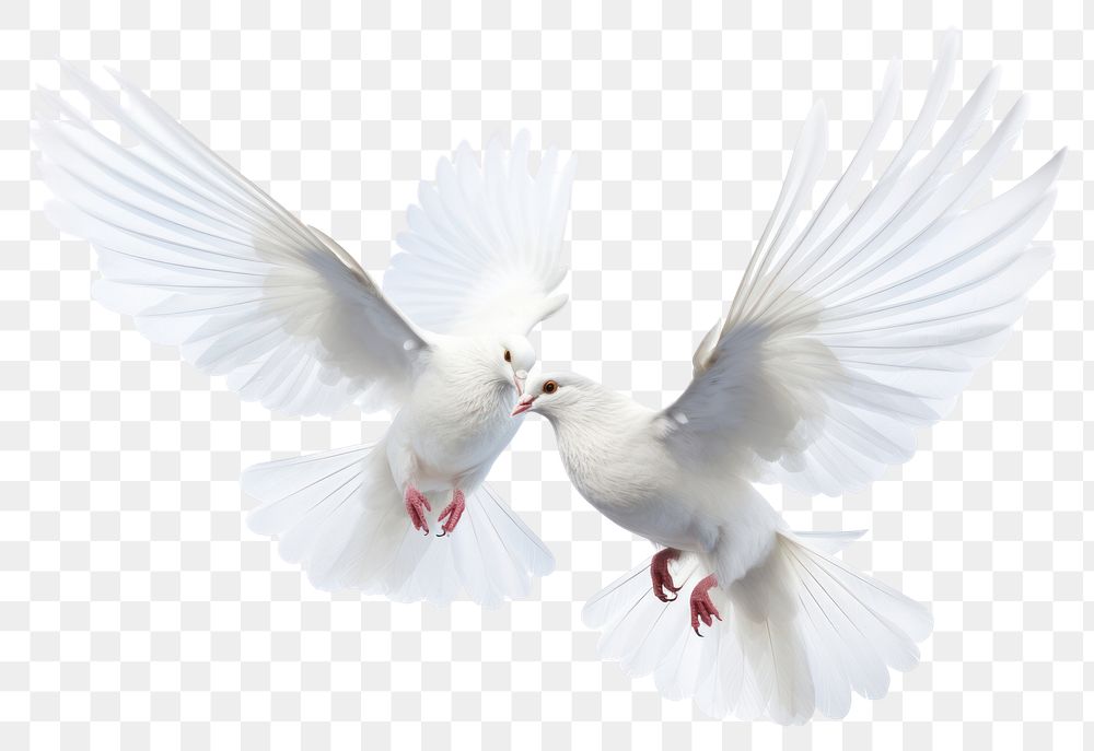 PNG White dove flying animal bird white background. AI generated Image by rawpixel.