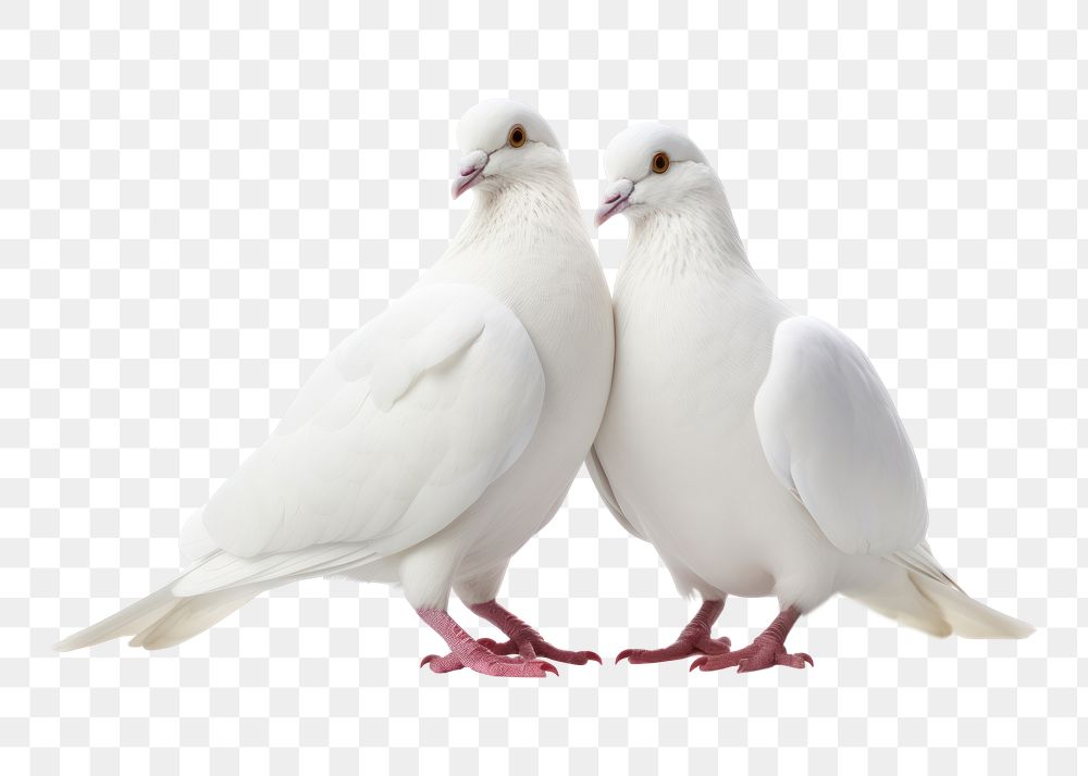 PNG White dove animal pigeon bird
