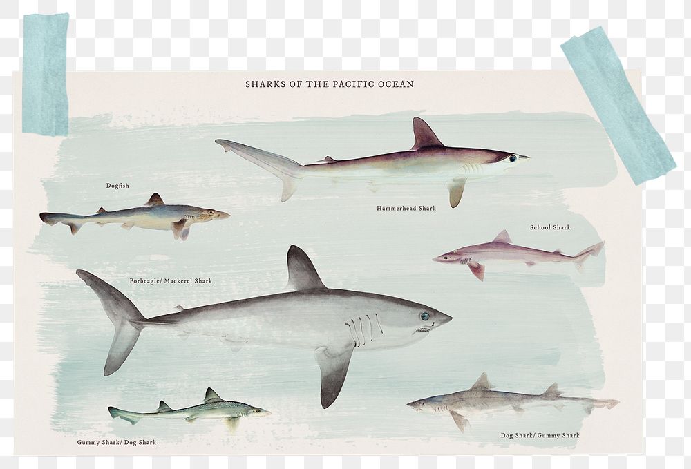 Png postcard frame sticker, fish illustration, transparent background