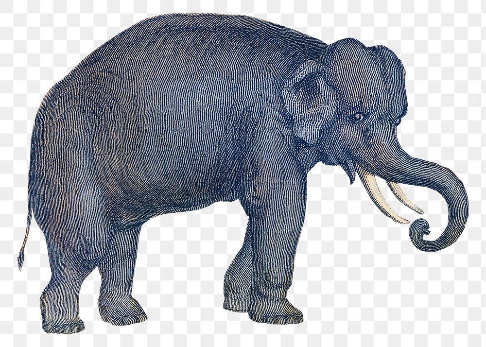 Blue elephant png sticker, wild animal vintage illustration, transparent background