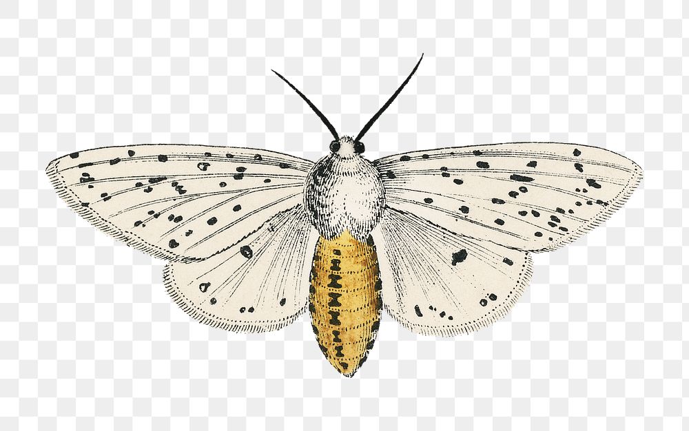 Png moth sticker, vintage insect illustration, transparent background