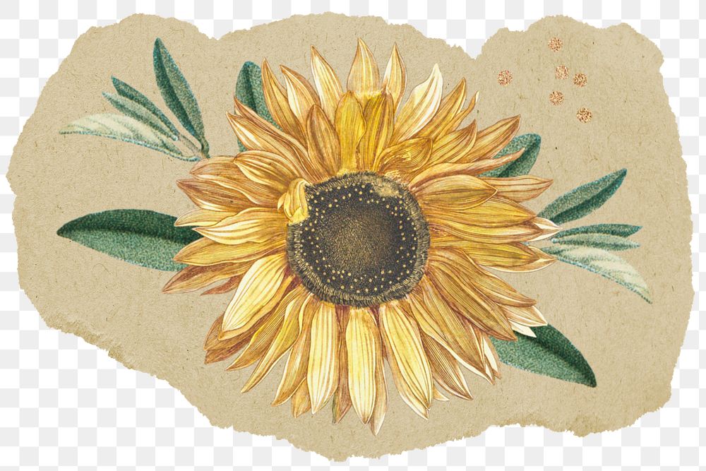 Autumn sunflower png sticker, ripped paper, transparent background