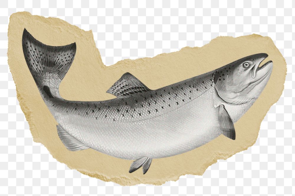 Trout fish png sticker, ripped paper on transparent background