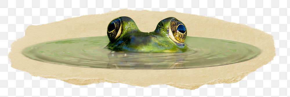 Lurking frog png sticker, ripped paper, transparent background