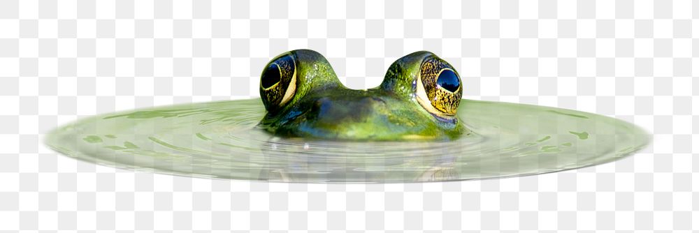 Lurking frog png sticker, animal, transparent background