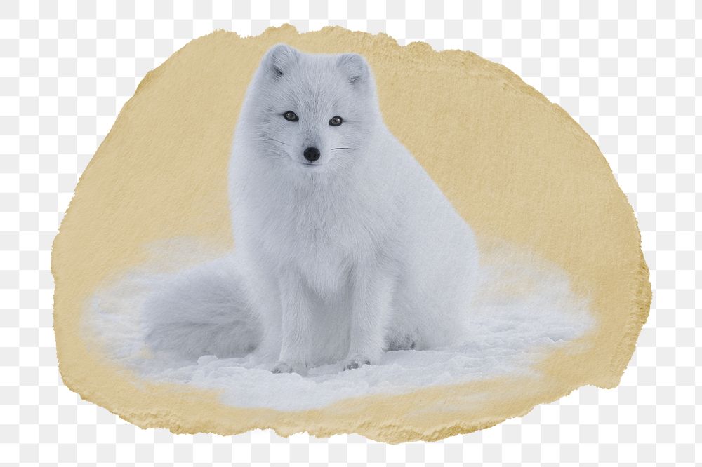 Arctic fox png sticker, ripped paper, transparent background