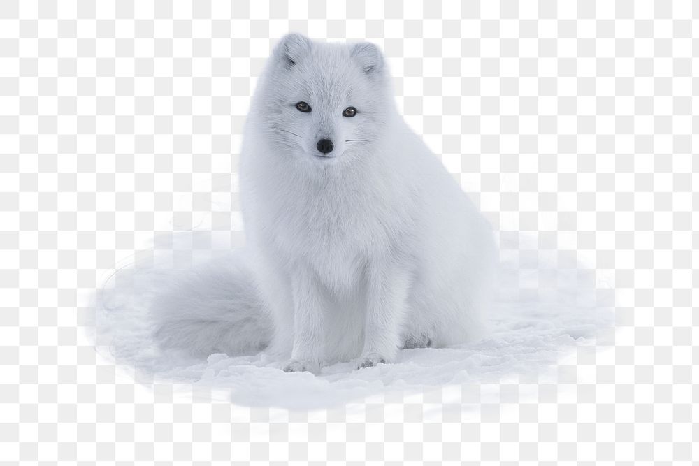 Arctic fox png sticker, animal, transparent background