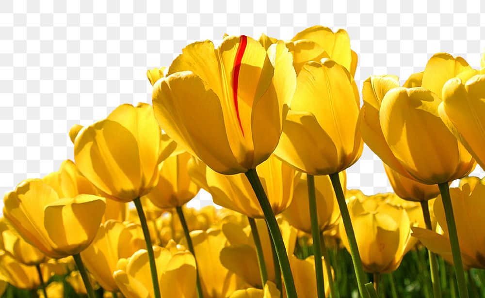 Yellow tulips flower png border, Spring image, transparent background