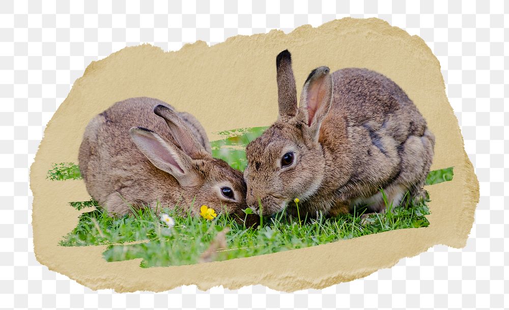PNG Rabbit in a garden, collage element, transparent background