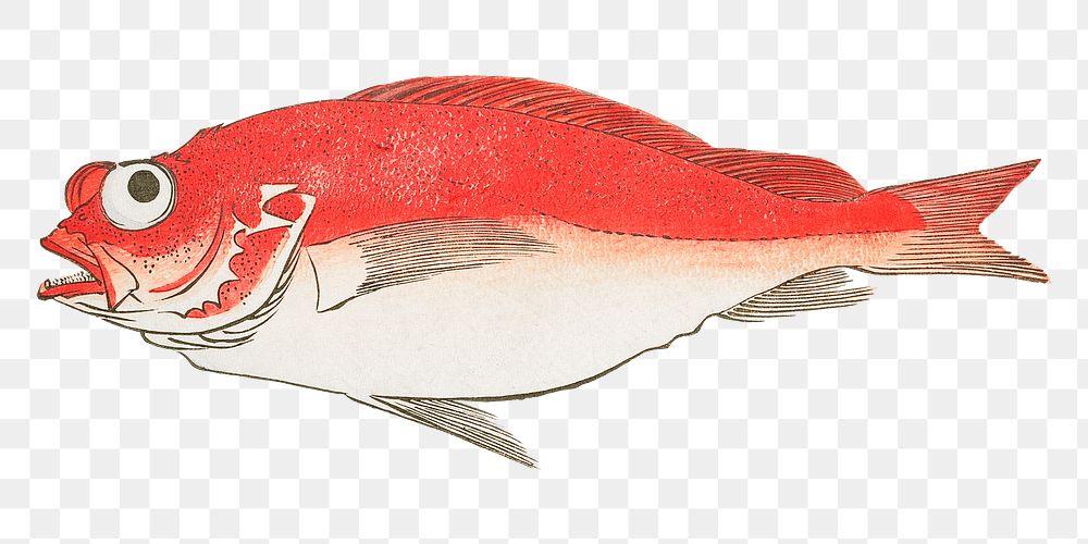 Hiroshige's png Medetai Fish, transparent background.   Remastered by rawpixel. 