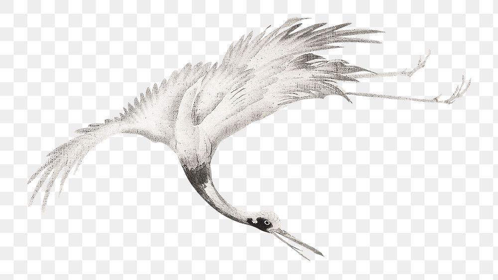 Japanese crane png on transparent background.    Remastered by rawpixel. 