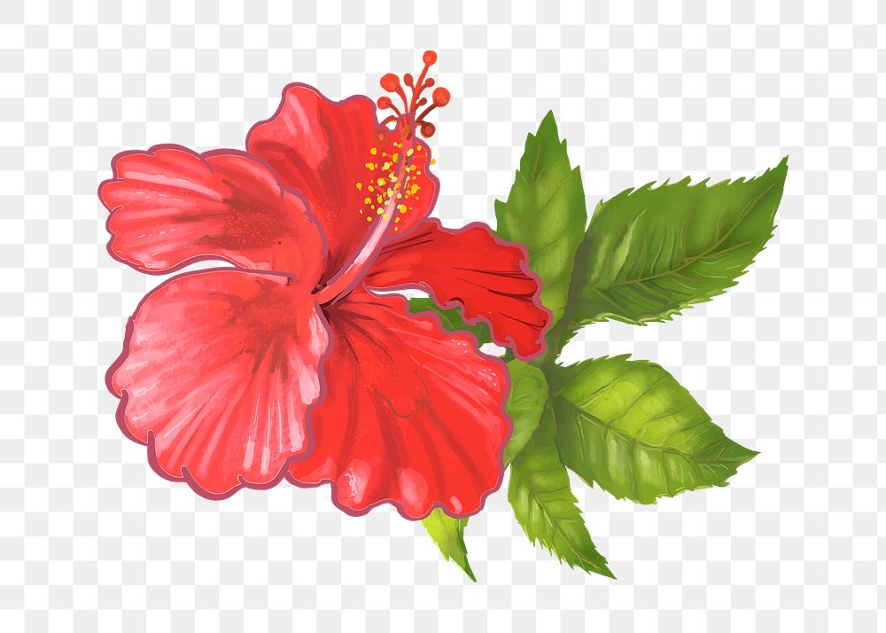 Hibiscus flower png illustration sticker, transparent background