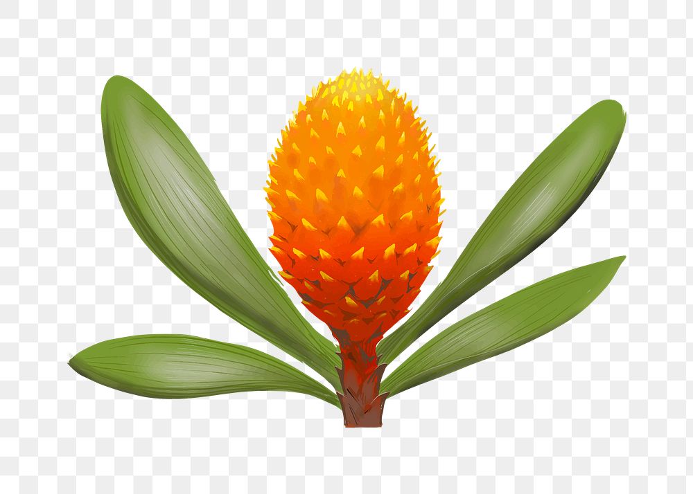 King protea png exotic flower illustration sticker, transparent background
