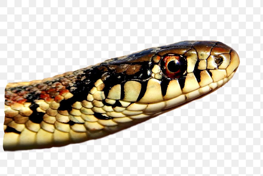 Garter snake png animal sticker, transparent background