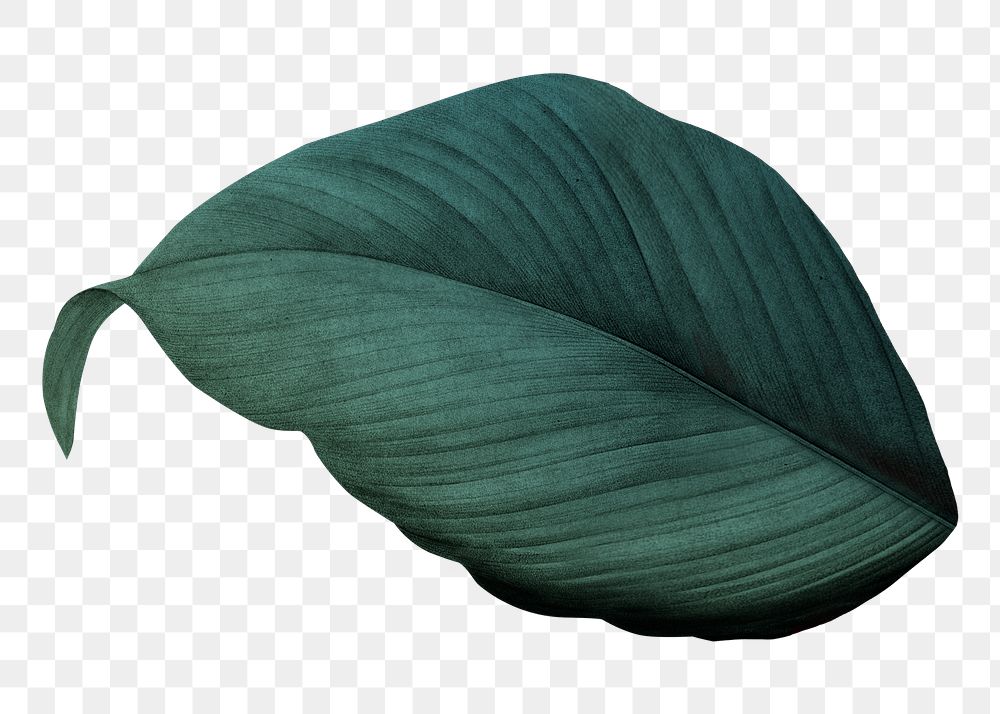 PNG dark green leaf, transparent background